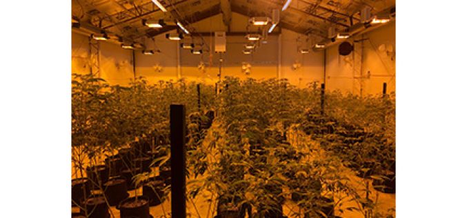 Hamlet Abrahamyan and three others arrested for illegal cultivation