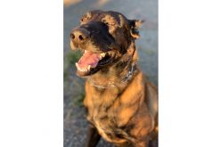 K-9 Rappa helps bring down Sonoma County stabbing suspect