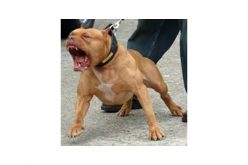Man tries to fight with help from his pit bull