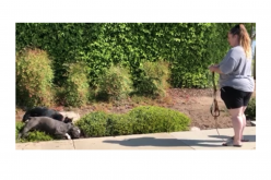 Merced Police issue press release on dog attack investigation