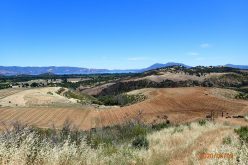 Large illegal marijuana grow site discovered