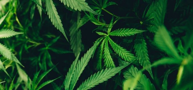 Illegal “Home Grow” Pot Growers Busted