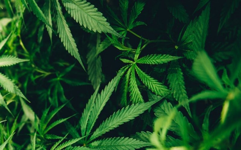 Discovery of man’s body leads to investigation of multiple illegal marijuana grow sites; five arrested