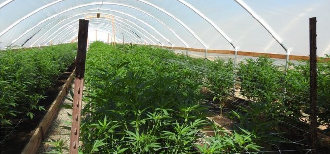 Calaveras County Sheriff’s Marijuana Enforcement Team Activity