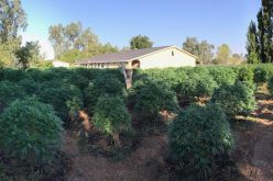 Two illegal grow sites discovered, 849 plants eradicated