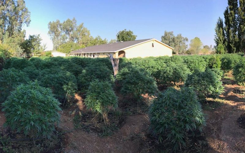 Two illegal grow sites discovered, 849 plants eradicated