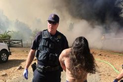 Suspect arrested after crashing allegedly stolen car
