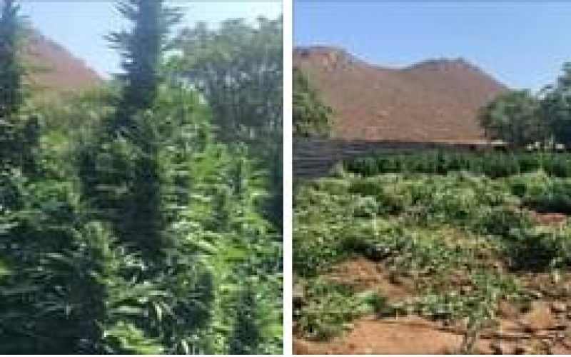 CRTF Seizes Several Tons of an Illegal, Unregulated-Marijuana Grow on Residential Property