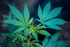 Seven arrested in connection to armed robbery at marijuana grow site