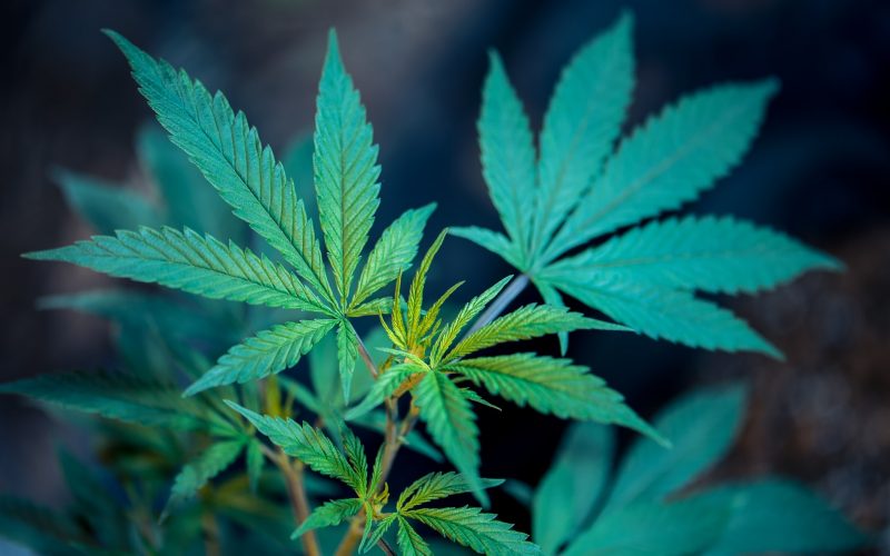 Seven arrested in connection to armed robbery at marijuana grow site
