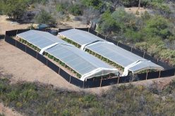 Calaveras County Sheriff’s Office Marijuana Team Recap October 5, 2020