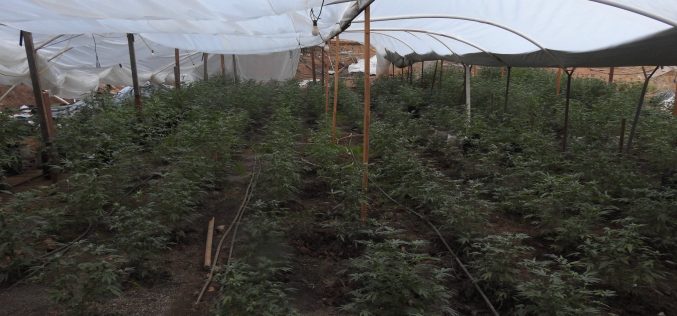 Calaveras County Sheriff’s Office Marijuana Team Recap October 16, 2020