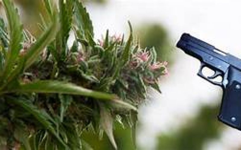 Man Arrested for Cannabis Robbery, Shooting at Victim and Bystander