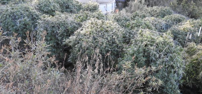Calaveras County Sheriff’s Office Marijuana Team Recap November 3, 2020