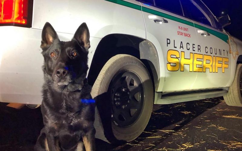 K-9 deputy Ronin helps Sheriff’s Office, CHP apprehend vehicle theft suspect