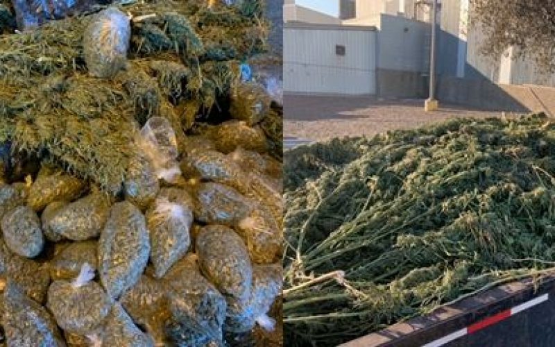 CONFISCATION OF OVER 1,000 POUNDS OF ILLEGAL MARIJUANA VALUED AT AN ESTIMATED $250,000