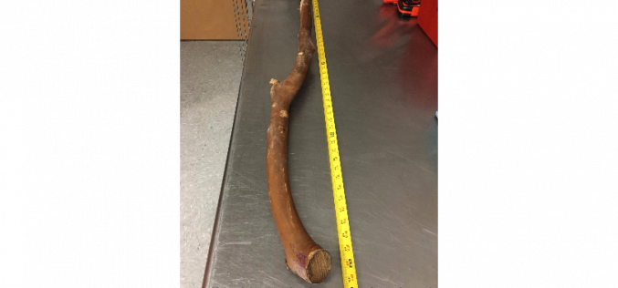 Assault w/ a Deadly Weapon, Hate Crime, and Elder Abuse