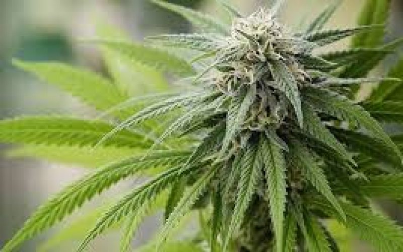 Illegal-Grow Search Warrants Reveal Tons of Pot, Guns, and Toxic Chemicals