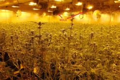 Calaveras County Sheriff’s Office Marijuana Team Recap March 9, 2021