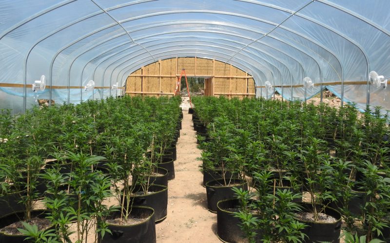 Calaveras County Sheriff’s Office Marijuana Team Recap April 22, 2021