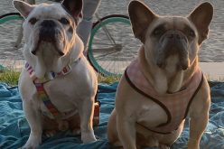 Lady Gaga’s Dognappers/Dog-Walker’s Armed Attackers – Five are Charged