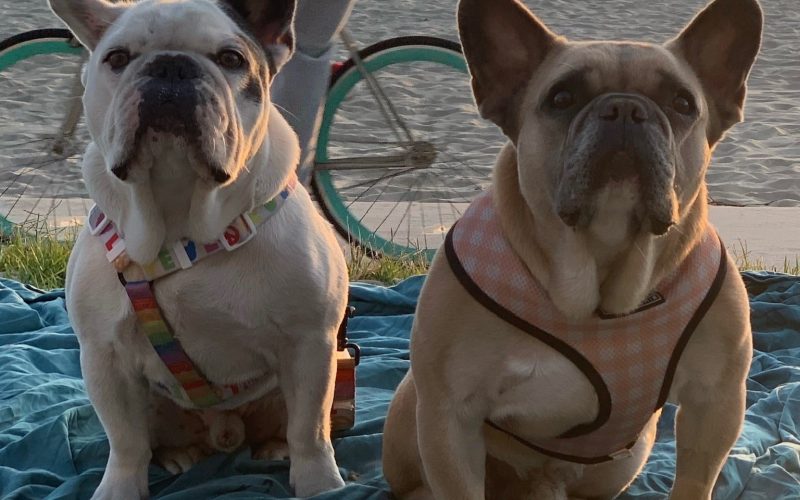 Dognapping Suspects Arrested after Crashing Getaway Car on Freeway