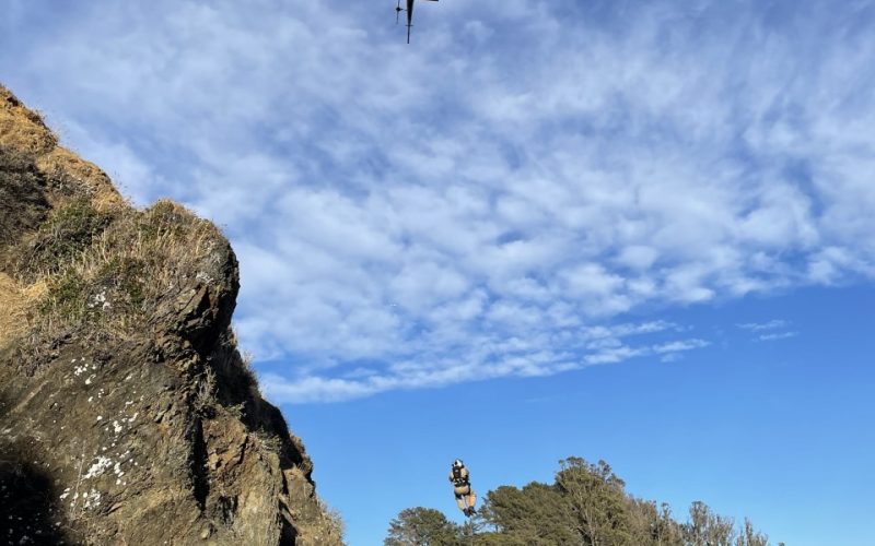 A Strong Swimmer Temporarily Escapes Arrest on West Marin Island
