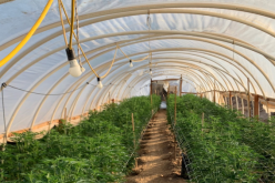 Over Five Thousand Marijuana Plants Seized in Case of Illegal Cannabis Cultivation 