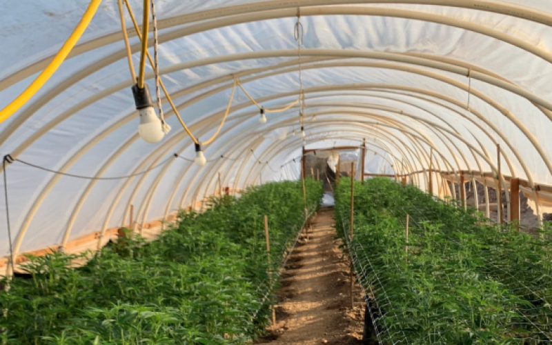 Over Five Thousand Marijuana Plants Seized in Case of Illegal Cannabis Cultivation 