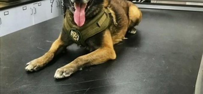 K9 Aron Finds Gun Hidden By Fleeing Felon