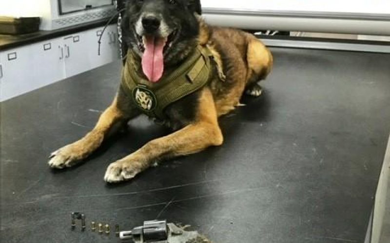 K9 Aron Finds Gun Hidden By Fleeing Felon