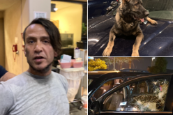 K-9 Miko utilized to arrest rock throwing suspect