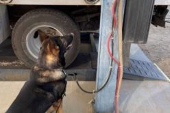 K-9 Thwarts Smuggling Attempt – Alerts to Liquid-Meth Drip Under Truck