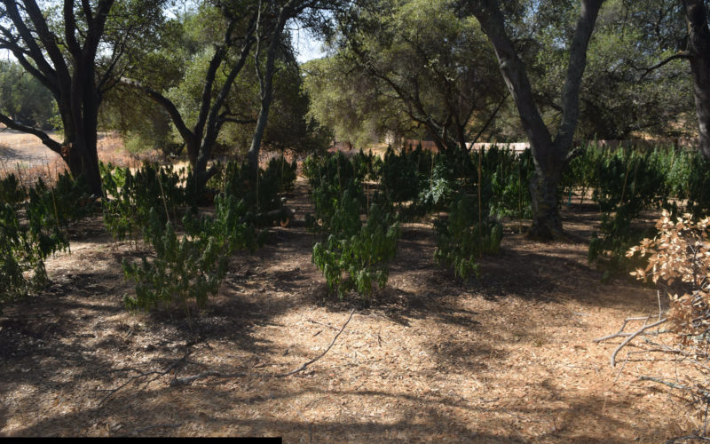 Calaveras County Sheriff’s Office Marijuana Team September 14-16th, 2021