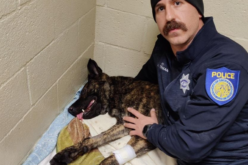 Sacramento Police Department K9 “Ranger” Stabbed During Apprehension of Suspect with Felony Warrant