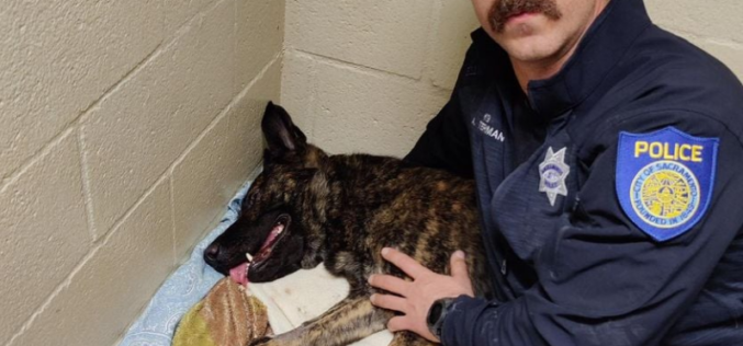 Sacramento Police Department K9 “Ranger” Stabbed During Apprehension of Suspect with Felony Warrant
