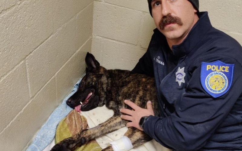 Sacramento Police Department K9 “Ranger” Stabbed During Apprehension of Suspect with Felony Warrant