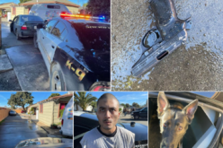 Attempted homicide suspect arrested with K-9 apprehension in Gonzales