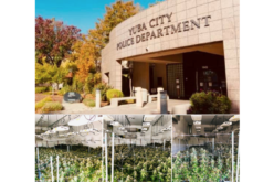 Yuba-Sutter narcotic and gang task force busts illegal marijuana grow