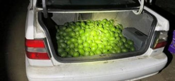 Arrested for Grand Theft of Fruit