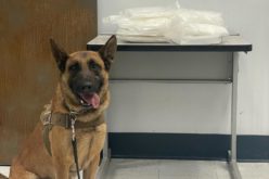 19 pounds of meth seized after traffic stop