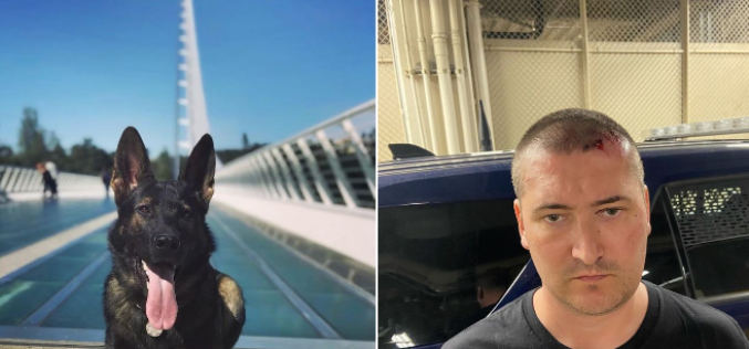 K-9 Chase Stops Felony Drunk Driver