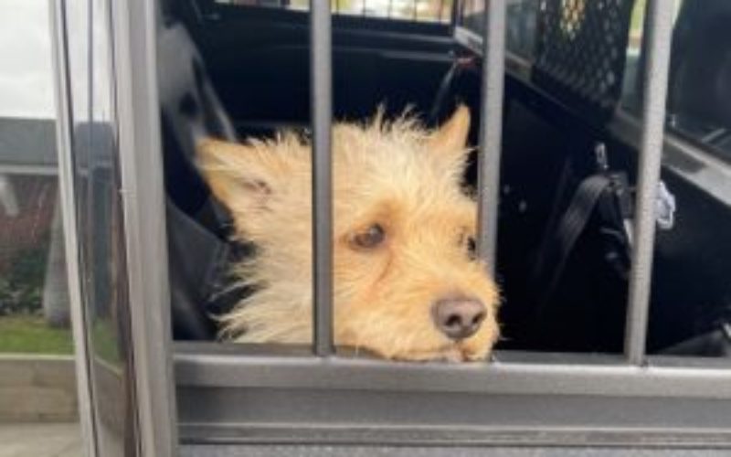 Tool Thief Busted, But Fido is Safe