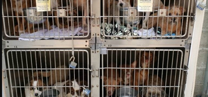 Hollister Police Animal Care and Services Investigate Animal Abandonment Case