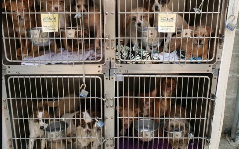 Hollister Police Animal Care and Services Investigate Animal Abandonment Case