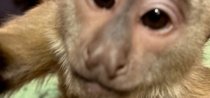 Capuchin Monkey Calls 911 From Zoo
