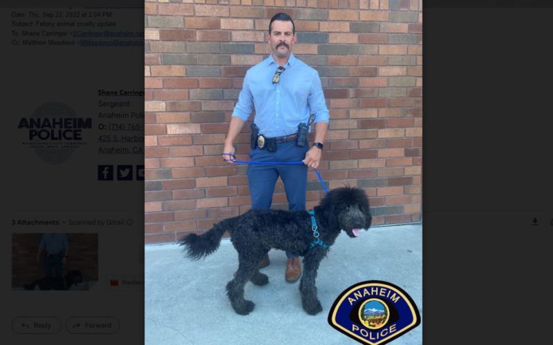 Suspect in Viral Video of Man Punching and Kicking Dog Arrested