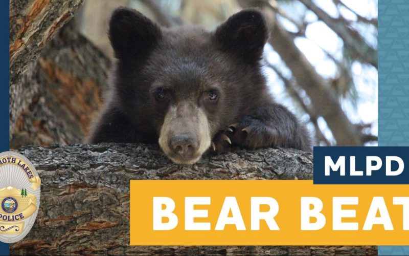 Mammoth Lakes PD Community Bear Issue Update