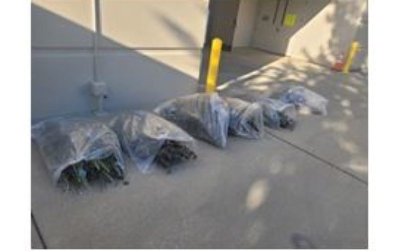 Redding PD Arrests Suspect for Marijuana Theft