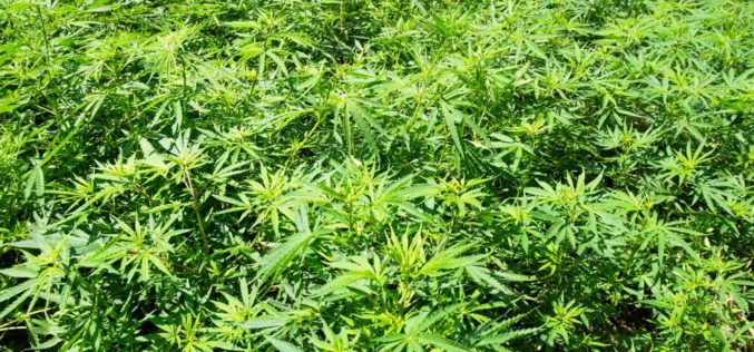 Modoc and Lassen County Authorities Eradicate Illegal Cannabis Operations in Joint Enforcement Effort